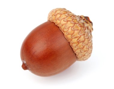 Dried acorn in closeup clipart
