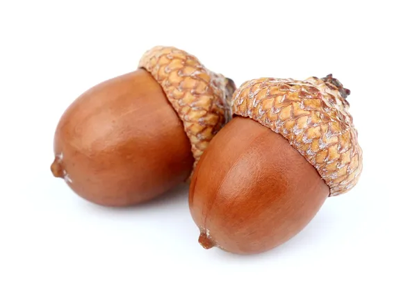 Iki kurutulmuş acorns — Stok fotoğraf