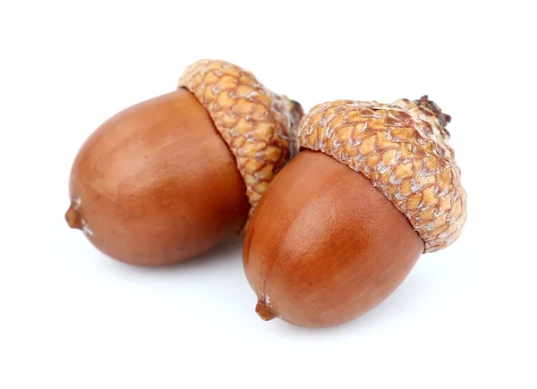 Two dried acorns Stock Photo