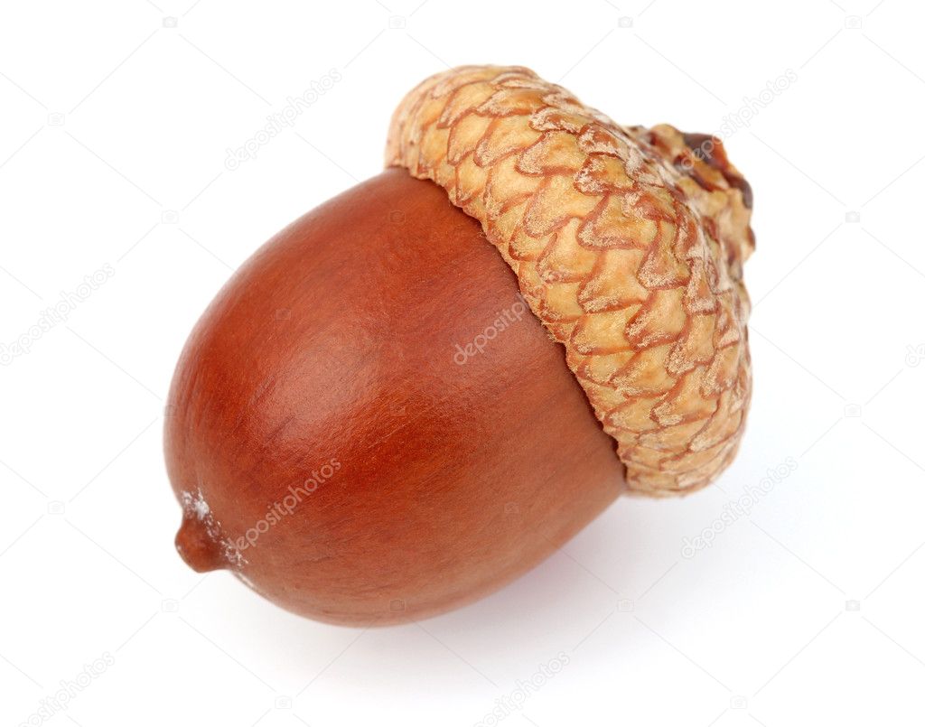 Dried acorn in closeup