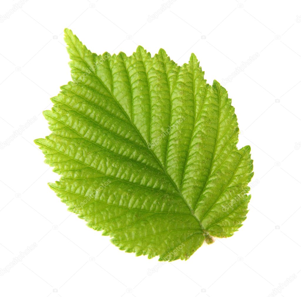 Leaf of hazelnut