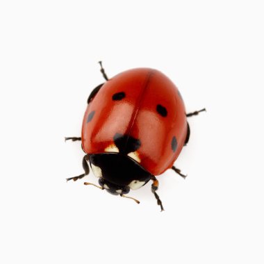 Beauty ladybug in closeup clipart