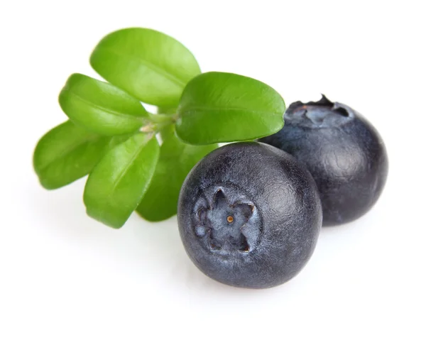 Bär av blåbär med blad — Stockfoto