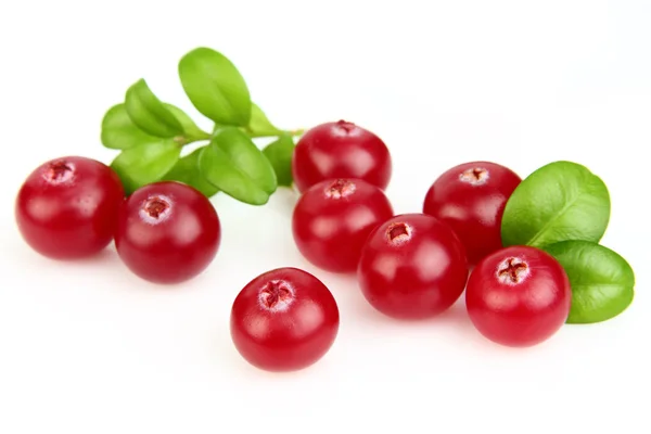 Cranberry with leaves — Stock Photo, Image