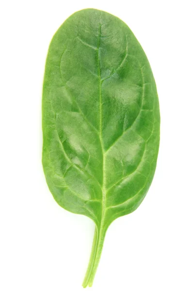 Leaf of spinach — Stock Photo, Image