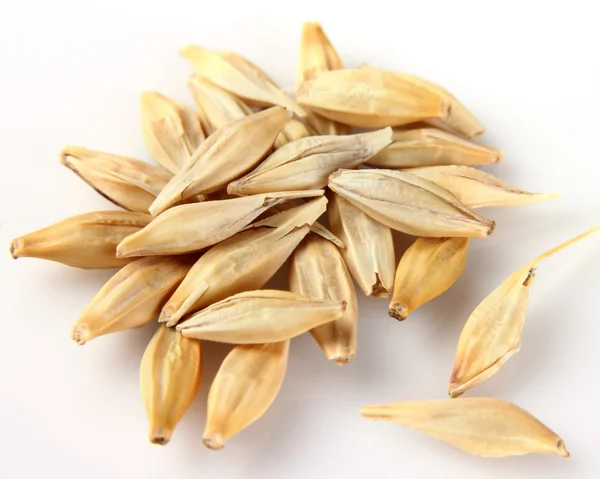 Oats in closeup — Stock Photo, Image