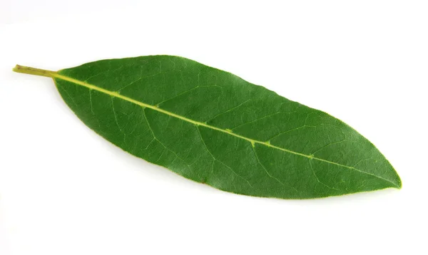 1 베이 잎 — 스톡 사진