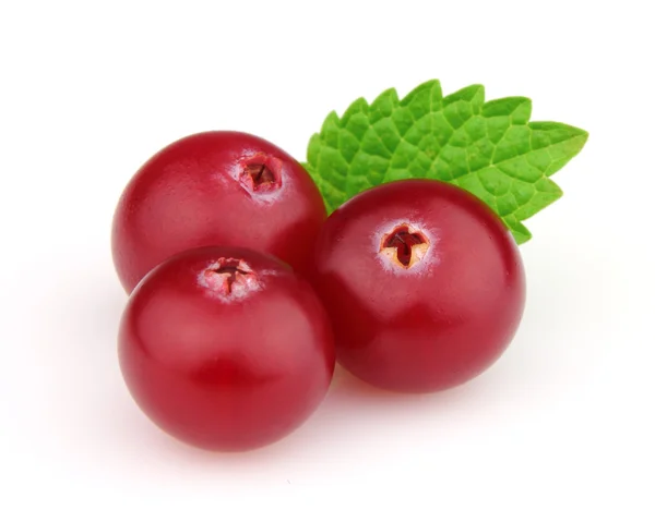 Cranberry with melisa — Stock Photo, Image