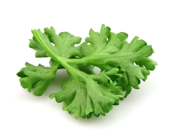 Leaves of parsley — Stock Photo, Image