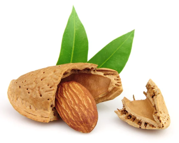 Cut almond with leaf — Stock Photo, Image