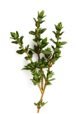 Twig of thyme clipart