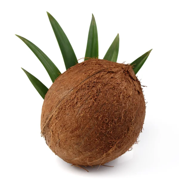 Jeden plný kokos — Stock fotografie