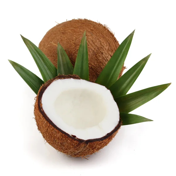 Kokos mit Blättern — Stockfoto