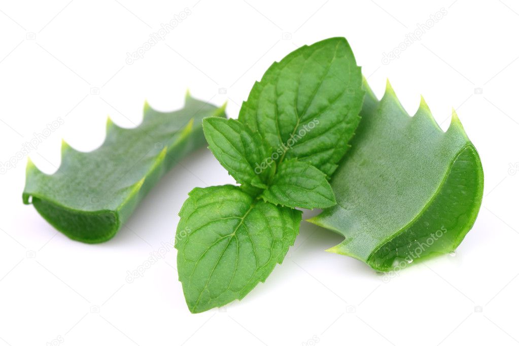 Aloe with mint