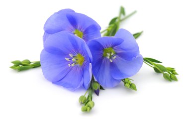 Flowers of flax clipart