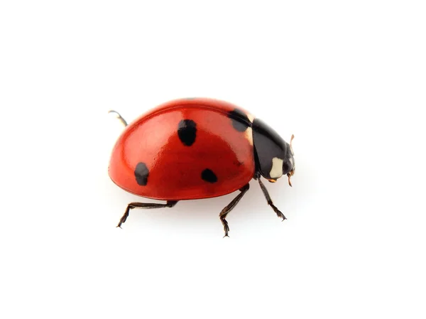 Coccinelle beauté — Photo