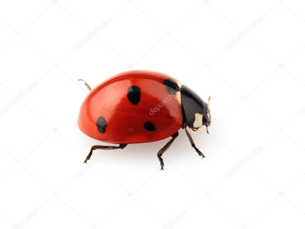 Beauty ladybug