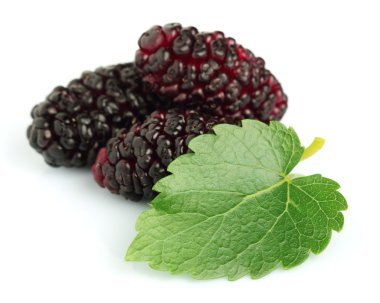 Mulberry with leaves clipart
