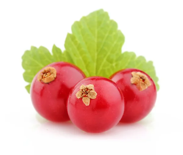 Ripe currant with leaves — Stock Photo, Image
