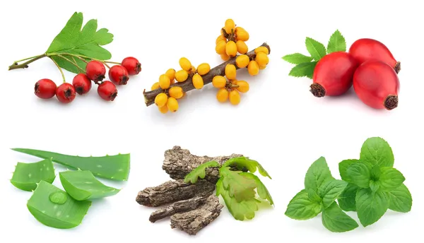 Herbal dan berry — Stok Foto