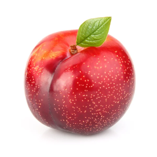 Prune rouge avec feuille — Photo