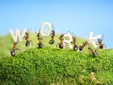 Team of ants constructing word work, teamwork clipart