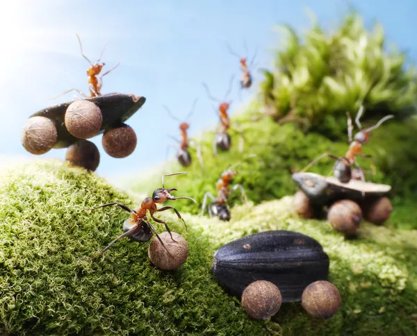 Autounfall bei Ameisenrennen, Ameisengeschichten — Stockfoto