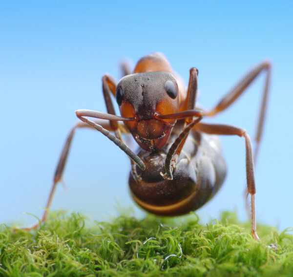 Soldier ant ready to shoot with acid