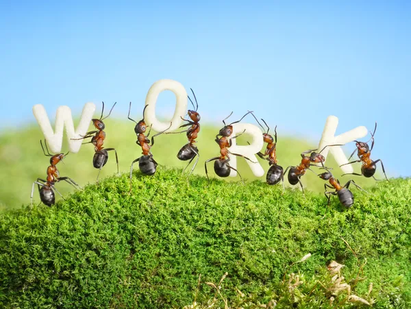Equipo de hormigas construyendo palabra TRABAJO, trabajo en equipo —  Fotos de Stock