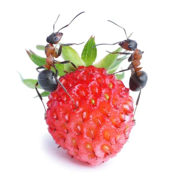 Mrówki i truskawki — Zdjęcie stockowe