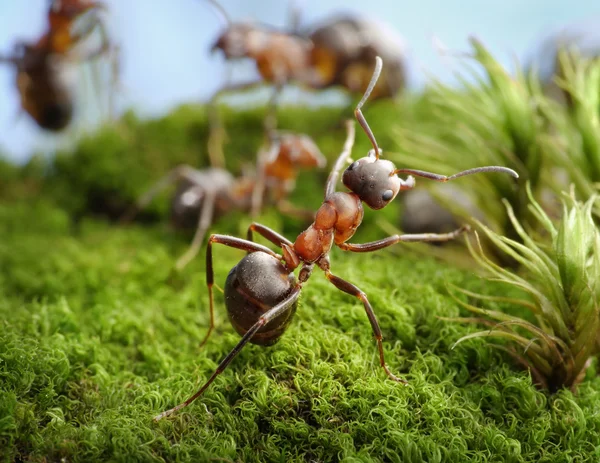 Chat mrav Mrav »