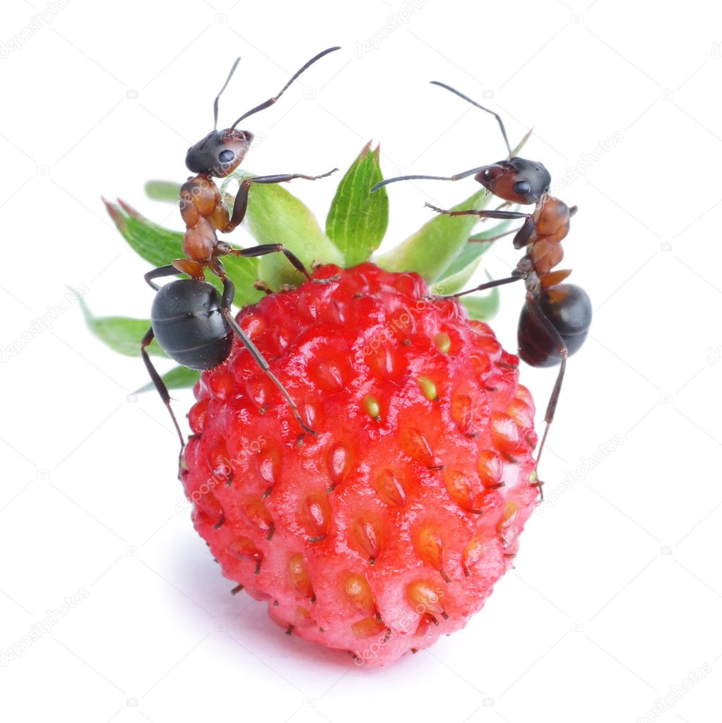 Ants and strawberry
