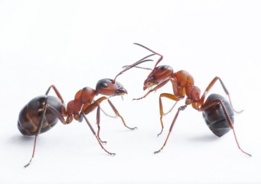 Ants playing clipart