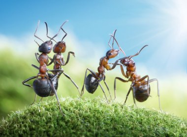 Güneş altında dans karıncalar