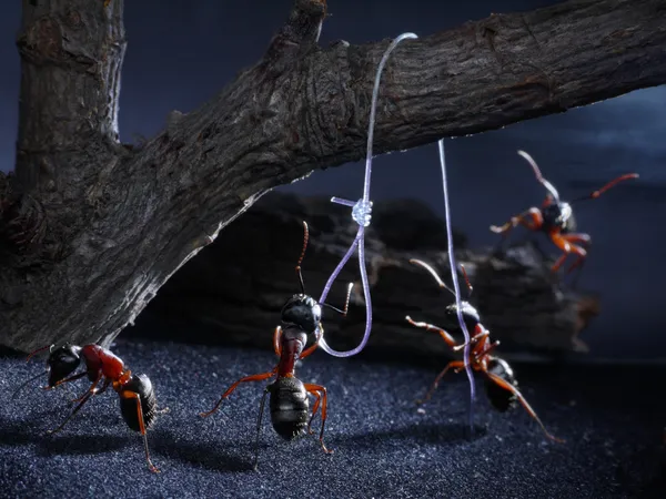Ants lynch law, thriller — Stock Photo, Image