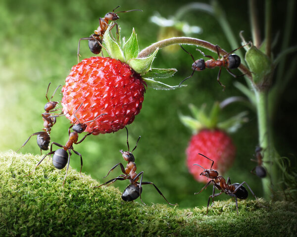 Команда муравьёв собирает клубнику, работает в сельском хозяйстве
