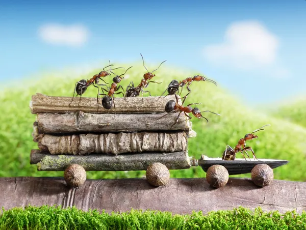 Equipe de formigas carregam toras de madeira com carro de trilha, trabalho em equipe, transporte ecológico — Fotografia de Stock