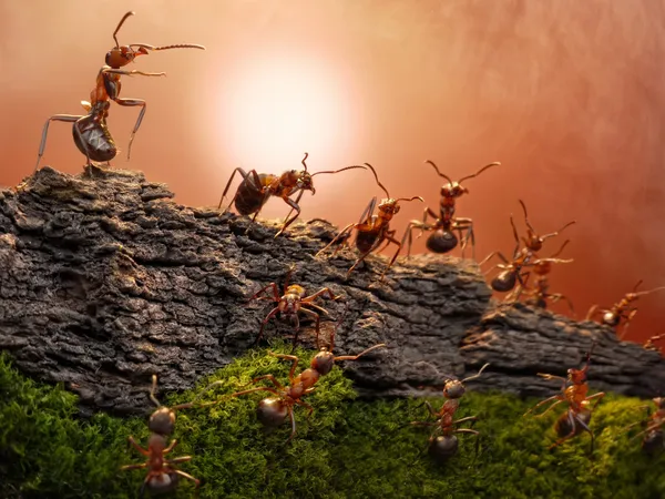 Difesa del grande muro, storie di formiche Foto Stock Royalty Free