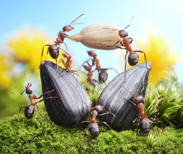 Team di formiche che raccolgono colture di girasole, lavoro di squadra agricolo Immagine Stock