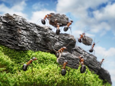 Team of ants costructing Great Wall, teamwork concept clipart
