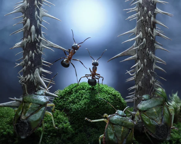 Não há monstros no Pântano podre!! histórias de formigas, thriller — Fotografia de Stock