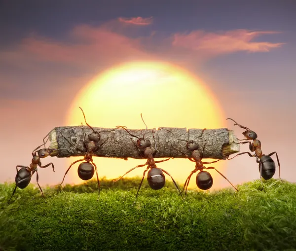 Команда муравьев несет бревно на закате, концепция командной работы — стоковое фото