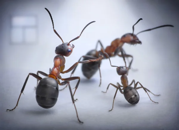 Le formiche giocano la situazione umana di scandalo di famiglia — Foto Stock