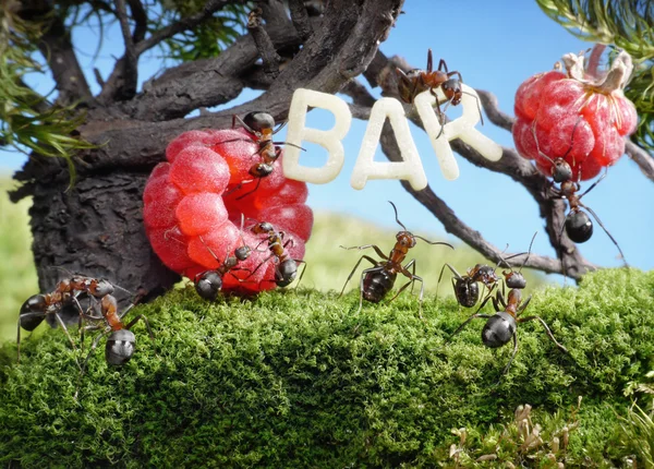 Ants enjoy juicy fruits, fresh juice bar — Stock Photo, Image