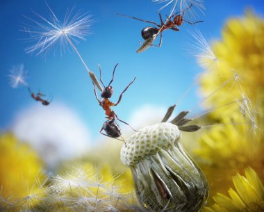 Ants flying with crafty umbrellas - seeds of dandelion, ant tales clipart