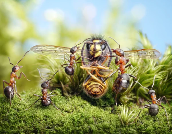 Tell a story, Grandma Bee! ant tales (guest star - dried wasp) — Stock Photo, Image