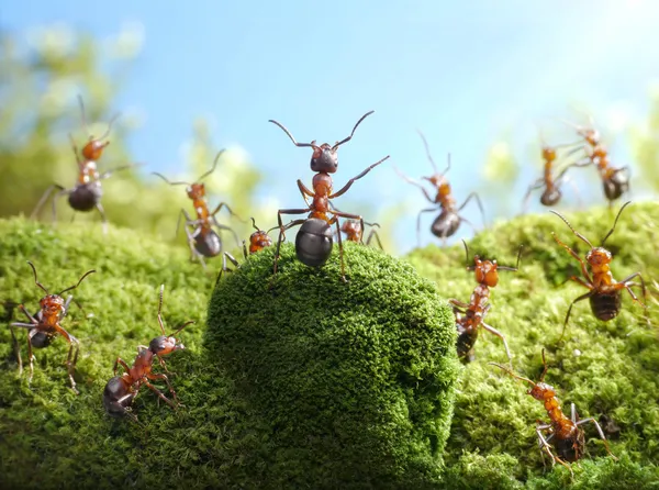 Chefe de peles vermelhas, contos de formigas — Fotografia de Stock