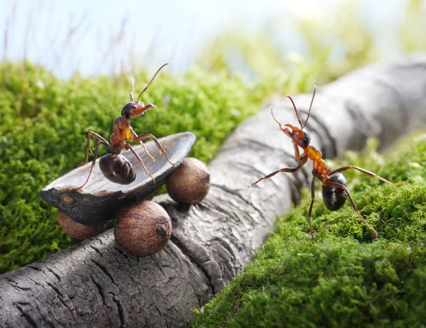 Lift, handsome! hitchhiking , ant tales — Stock Photo, Image