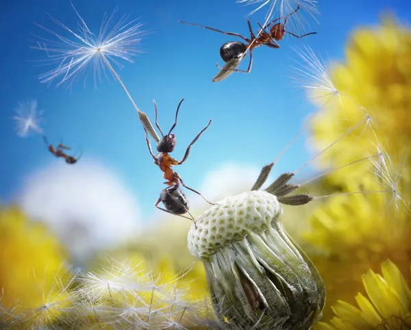 Ants flying with crafty umbrellas - seeds of dandelion, ant tales — Stock Photo, Image
