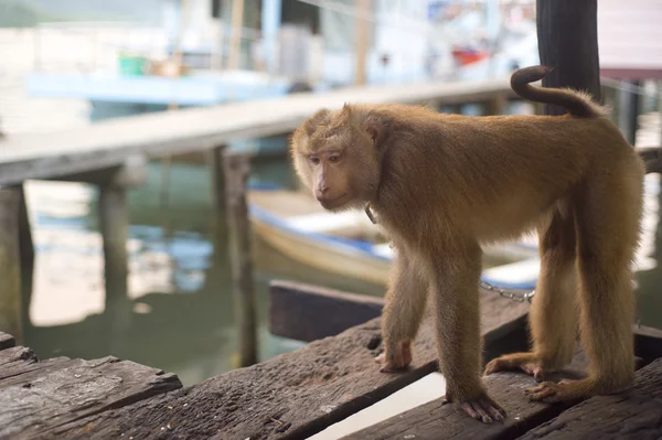 Sad monkey — Stock Photo, Image